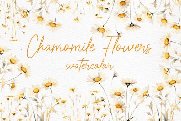 Daisy Watercolor Clipart Chamomile PNG for Branding and Design