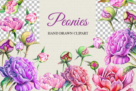 Watercolor Peonies Clipart, Hand Drawn for Modern Branding